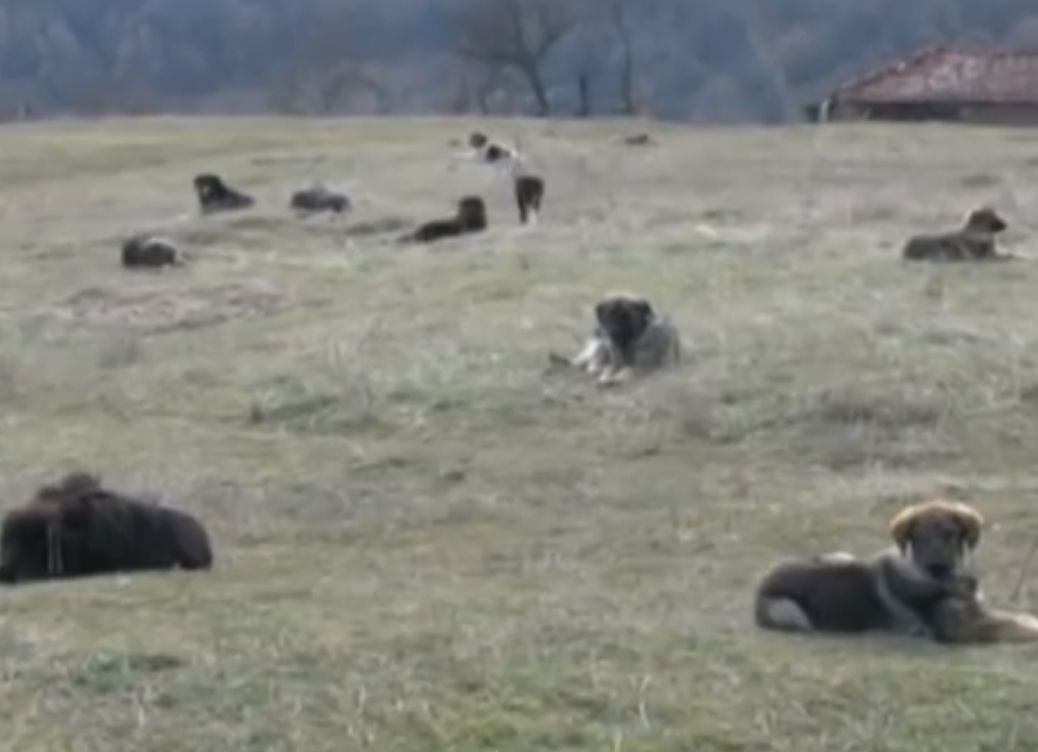 Цяло село е в страх от глутница кучета, жена ги гледа