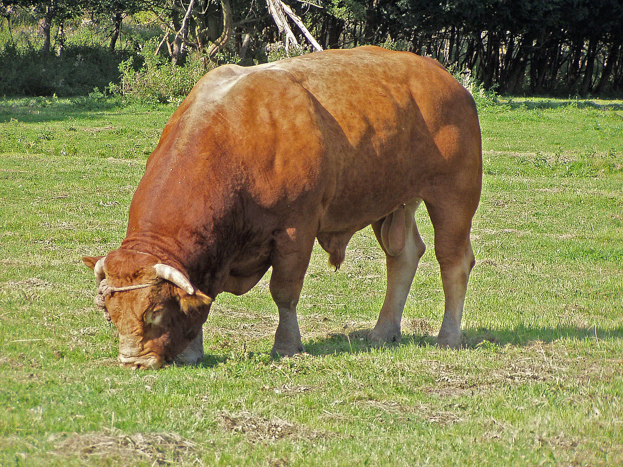 Бикът е мъжко домашно говедо за разплод
