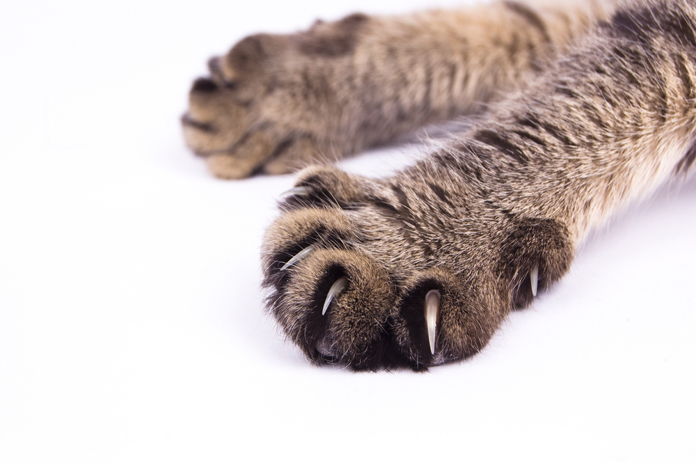 Според швейцарски учени, котките имат предимство заради ноктите си