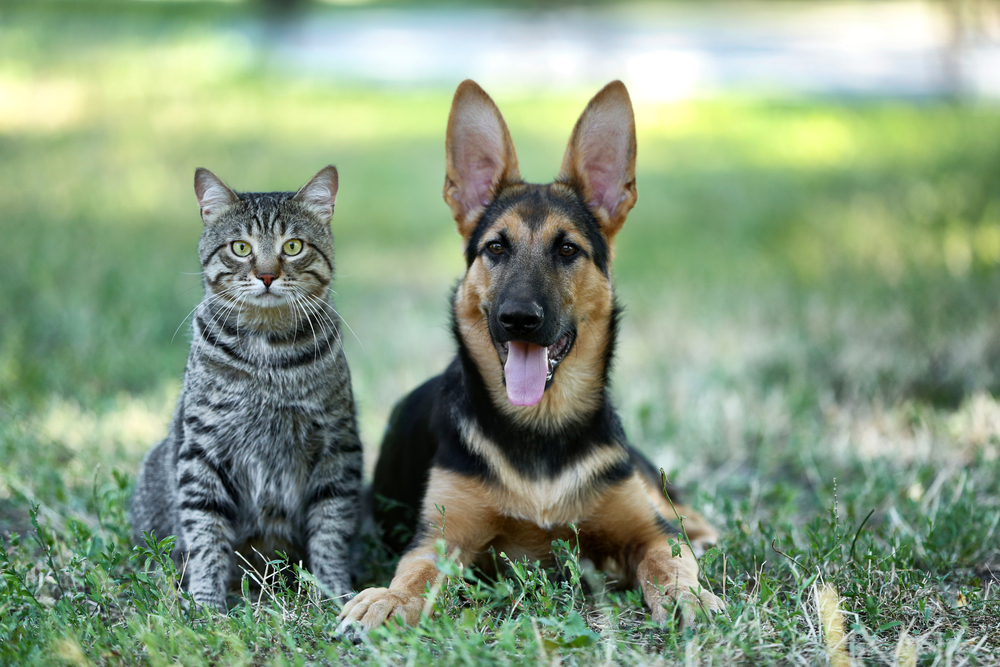 Кой е по-умен: кучето или котката?