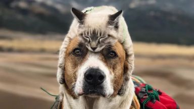 Куче и котка обичат да пътуват и изследват света заедно