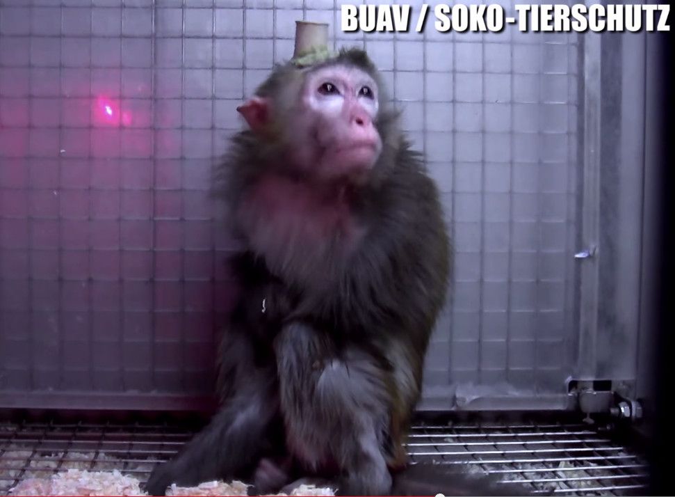 Маймуните живеели в адски страдания заради експериментите