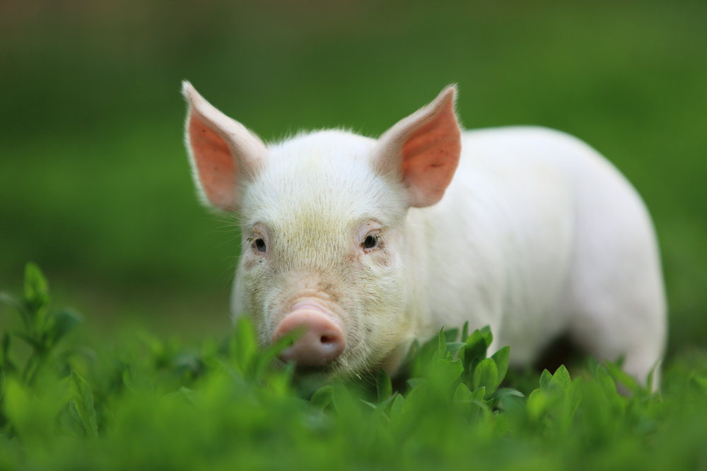 Изкуствен интелект ще отглежда свине в Китай