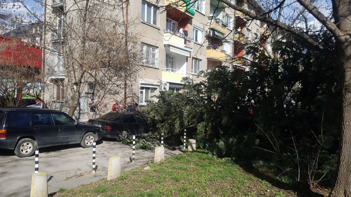 Силен вятър в София, събори дърво в парк