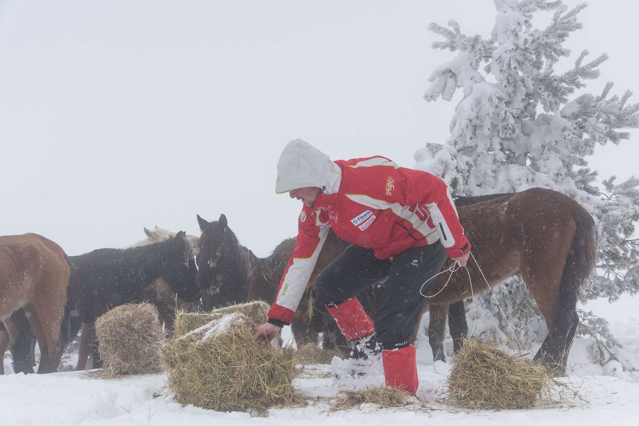 Собственик изостави 100 коня под връх Руен, 70 умряха