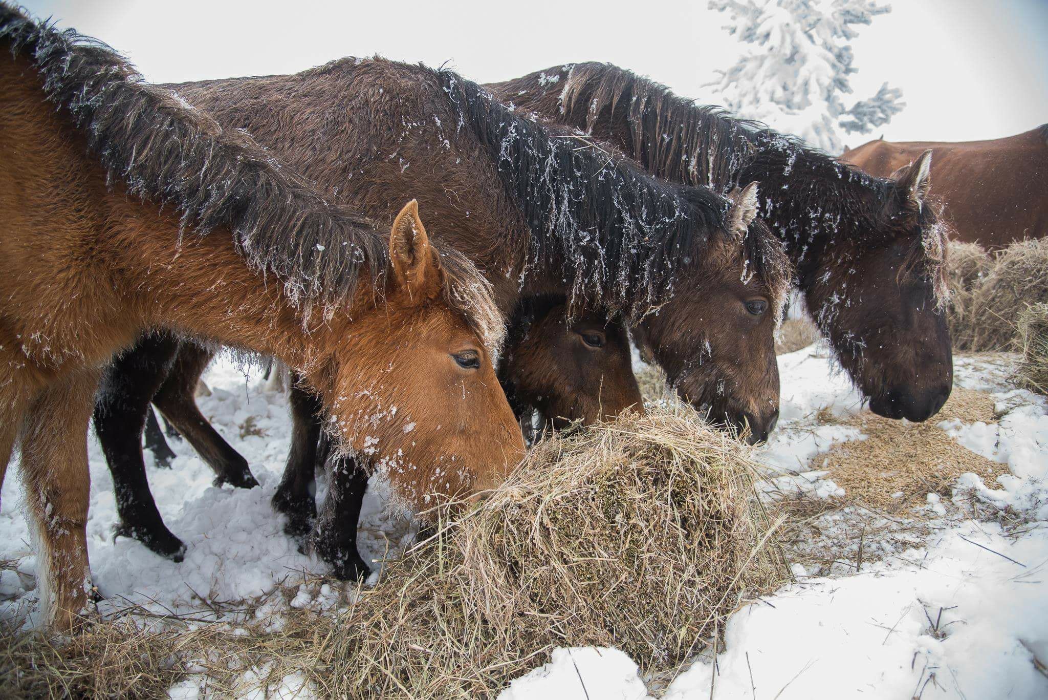 Прокуратурата разследва смъртта на изоставените коне