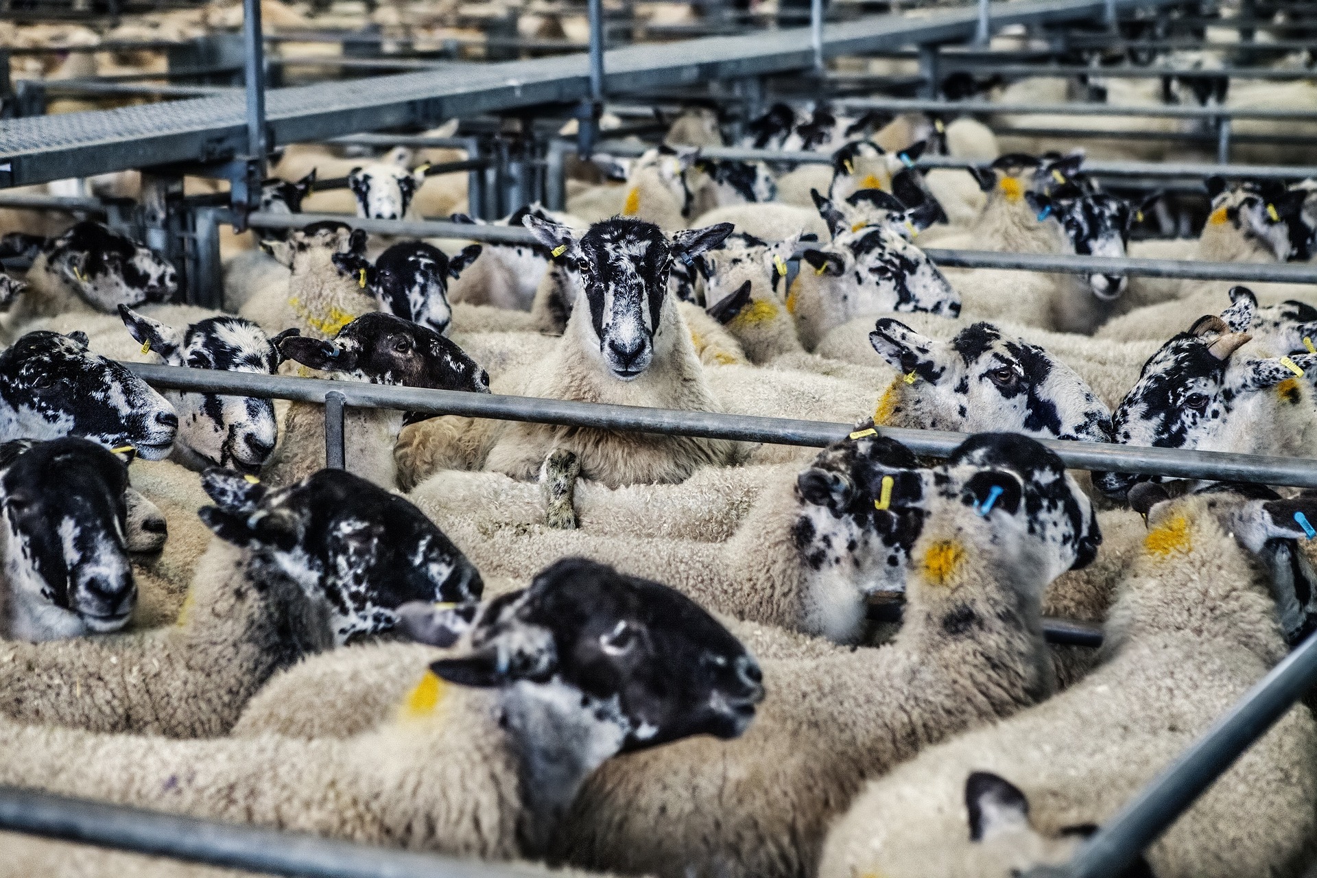 Популацията на овцете у нас намалява с всяка изминала година
