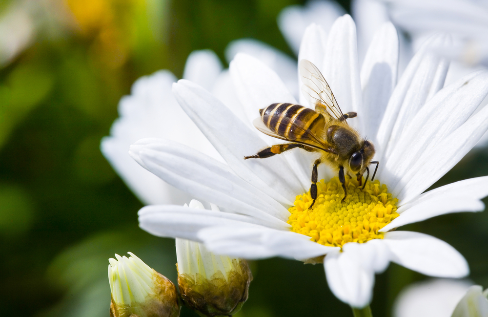 Застрашената популация на медоносната пчела частично може да бъде заместена от мини-дронове