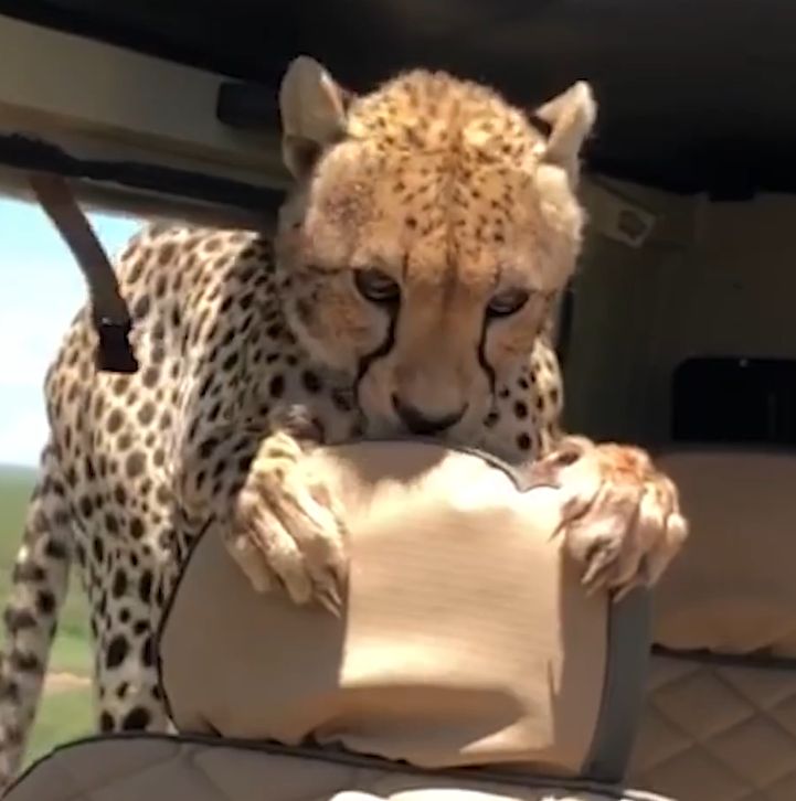 Гепард скочи в джипа на американец (видео)