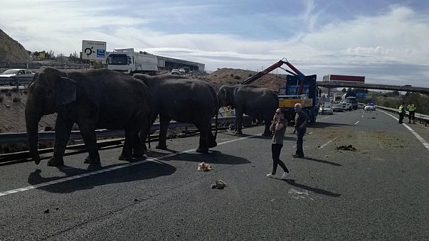 Слонове бегълци затвориха испанска магистрала