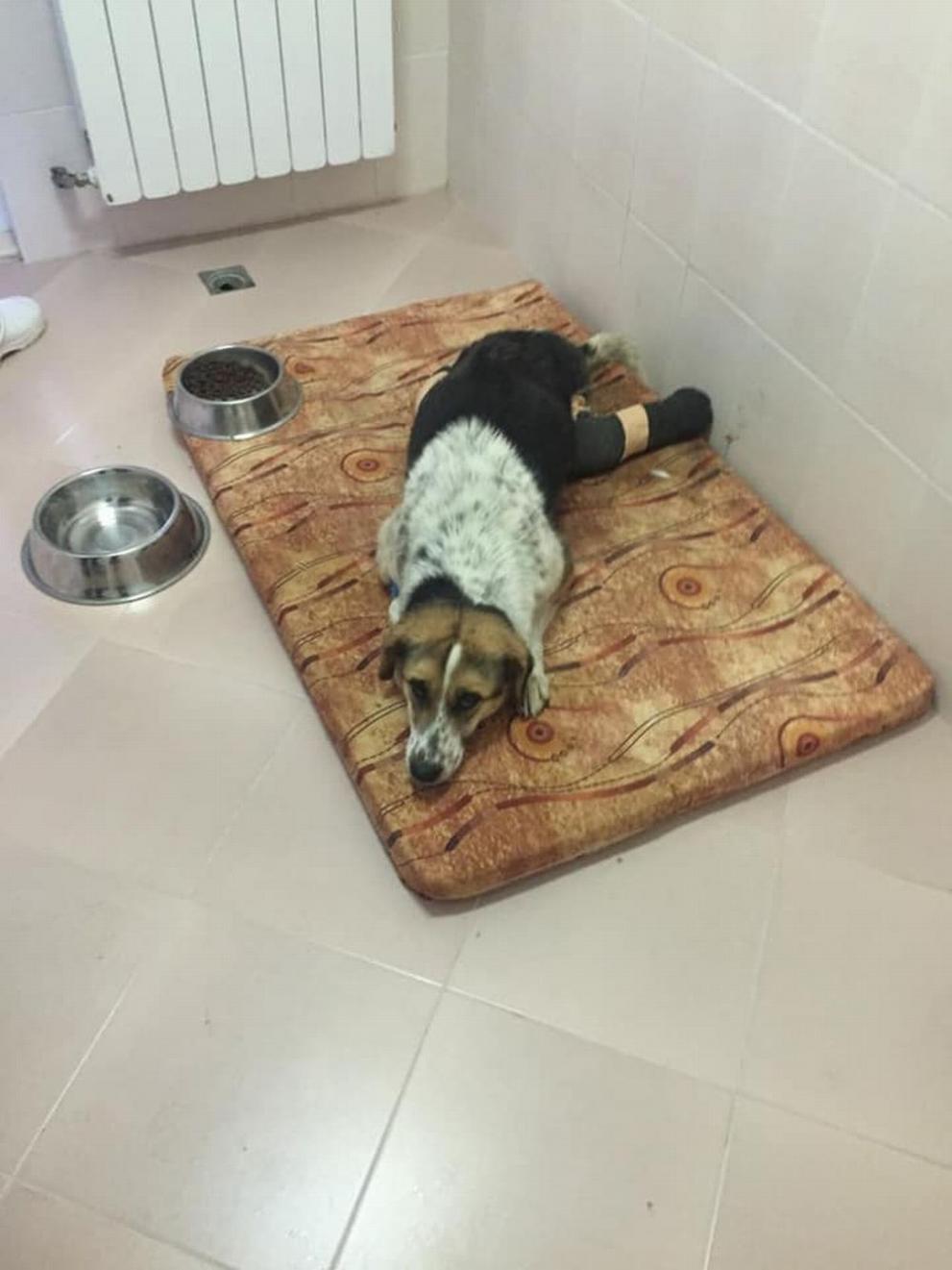 Кучето с отрязани лапи е намерено до Петрохан