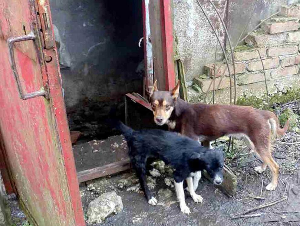 Откриха нов кучешки ”концлагер” край Варна