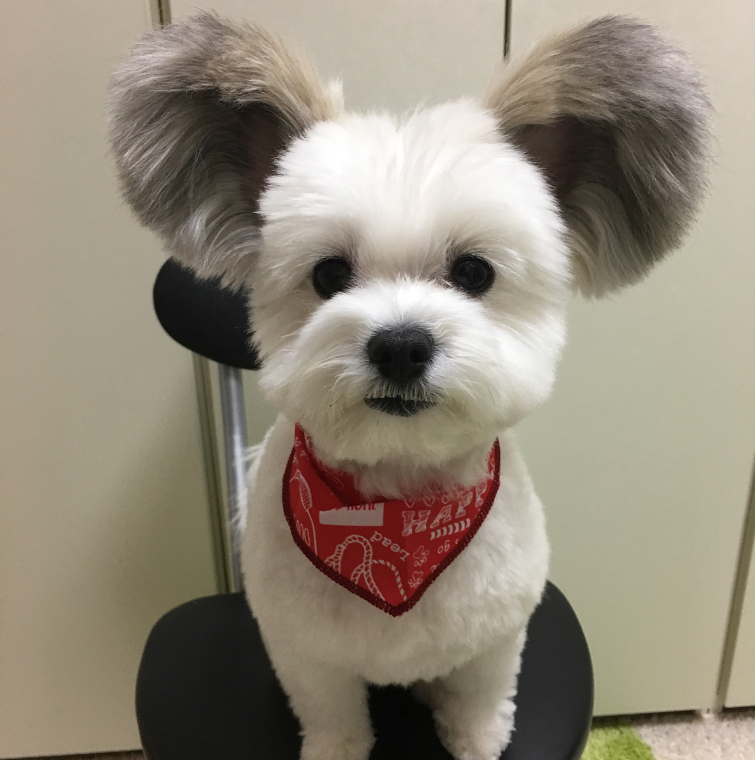 Куче с уши като на Мики Маус завладя интернет