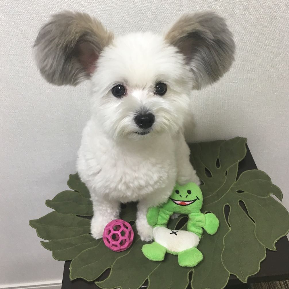 Кучето Гома с уши на Мики Маус
