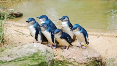 Хиляди пингвини открити мъртви в Нова Зеландия