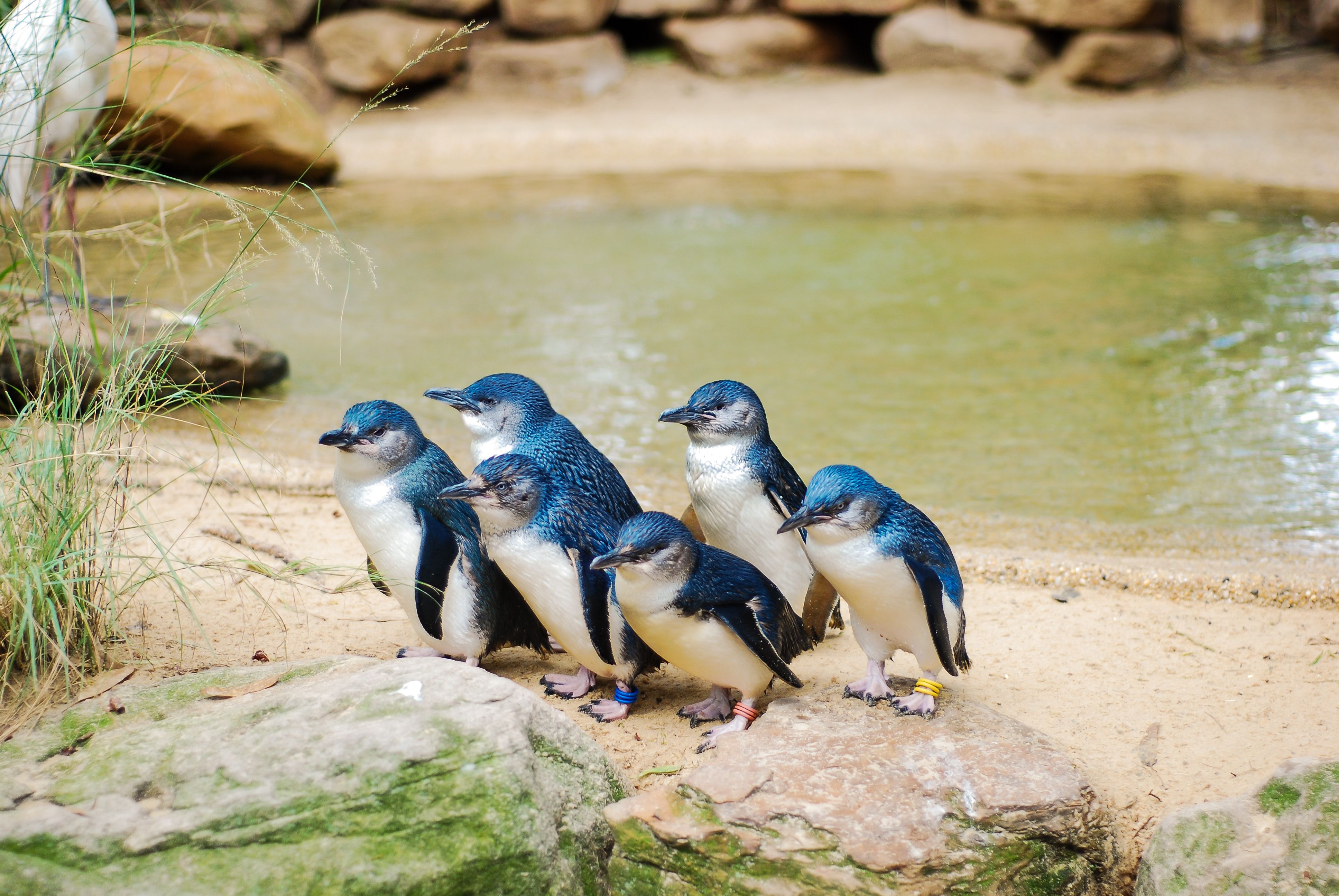Масова смърт на пингвини се наблюдава веднъж на около 20 години