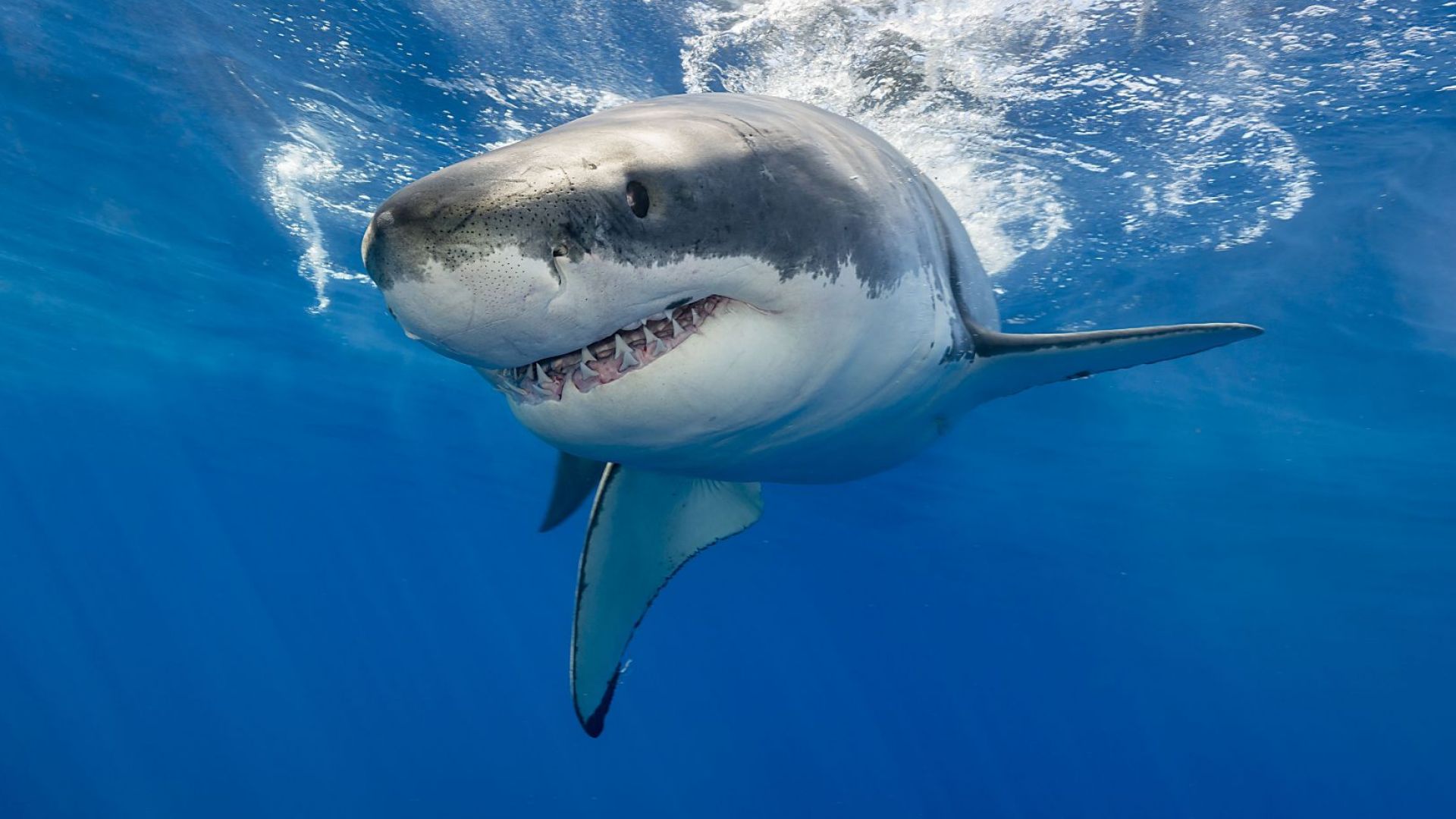 Голямата бяла акула един от най страховитите хищници на планетата