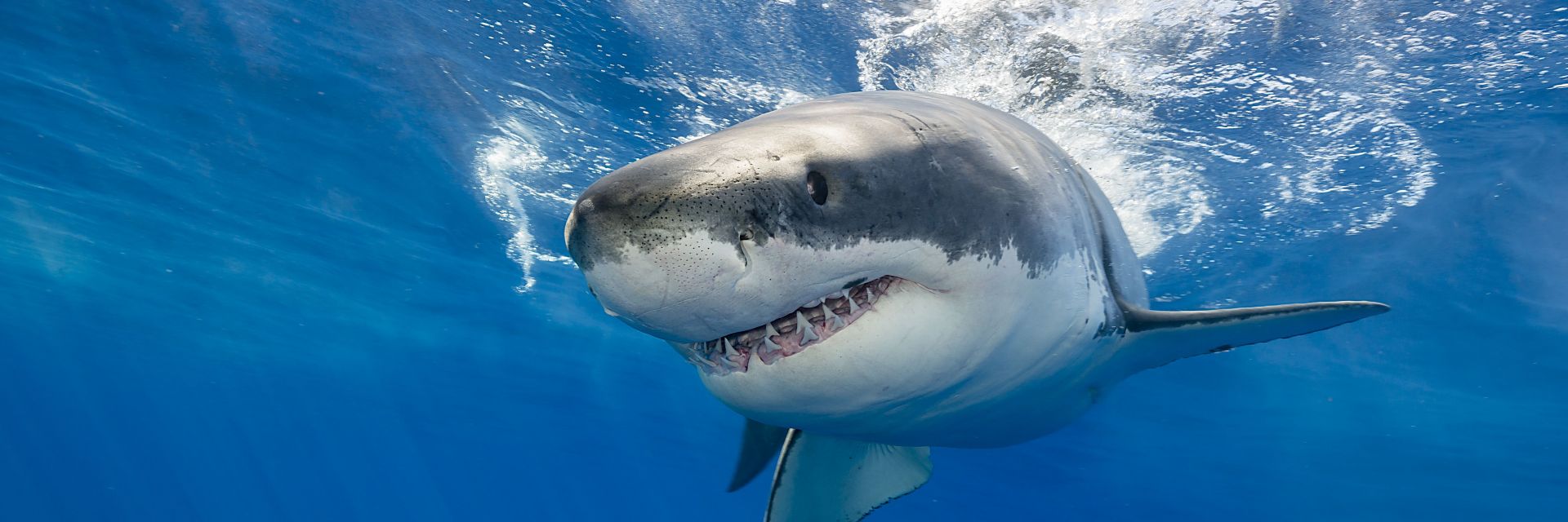 ДНК разкрива тайните на голямата бяла акула - може да помога срещу болести