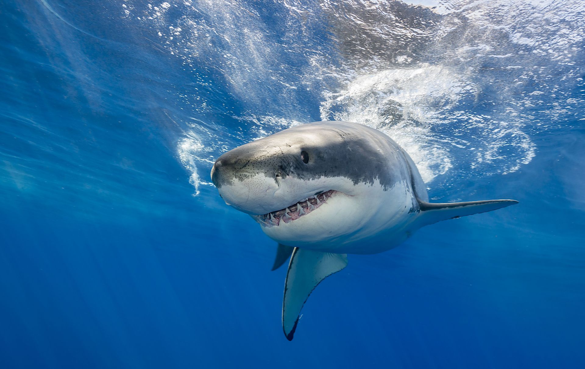 Бяла акула (снимката е илюстративна)