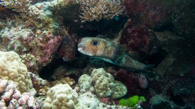 Австралия харчи 380 млн. долара за спасяване на Големия бариерен риф