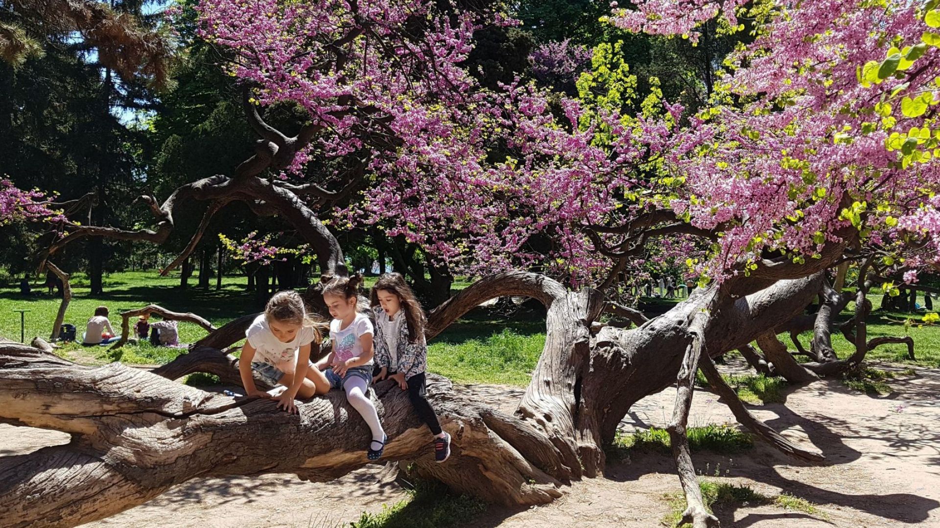 Легендарното "криво дърво" във Варна разцъфтя