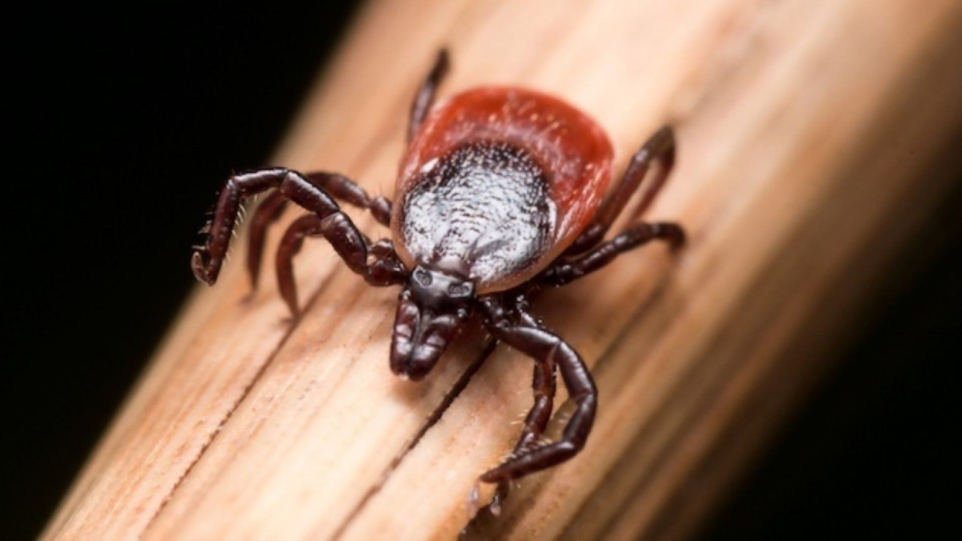 Мъж от Перник е с пареза на краката след ухапване