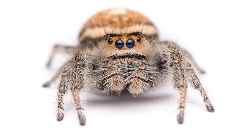 Учени създадоха уникално лепило, вдъхновени от паяци