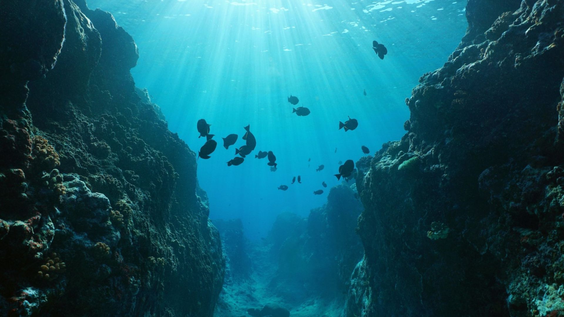 Откриха 100 непознати морски вида в "Зоната на здрача"