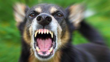 10 годишно дете е било нападнато от бездомно куче в София