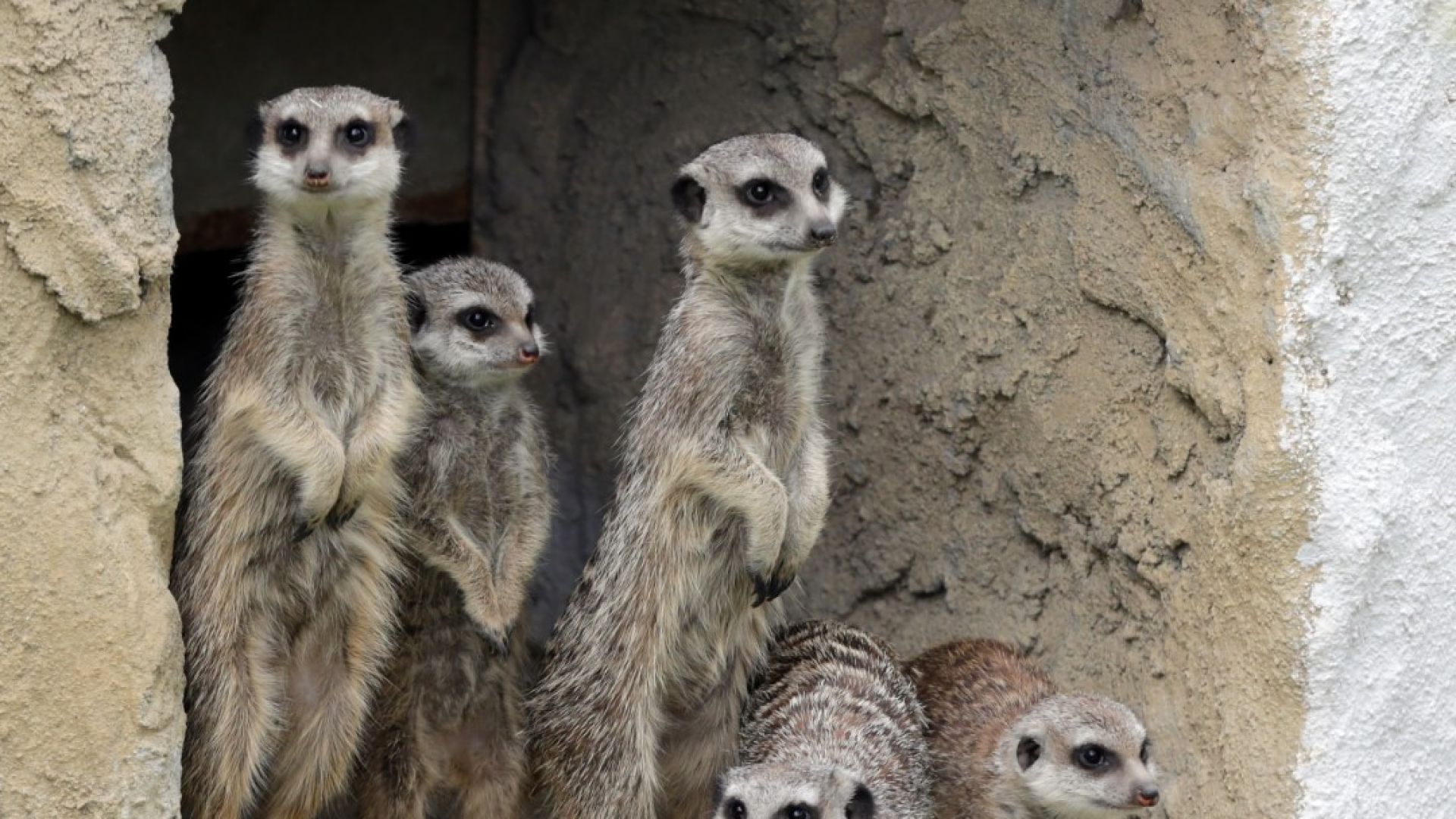 Общо 139 са животните родени през 2018 г в Столичния