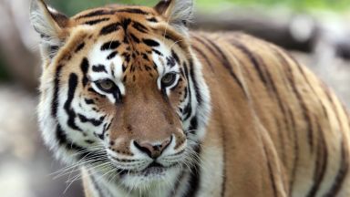 Протестиращи поискаха да затворят столичния зоопарк, а животните да отведат в защитени паркове