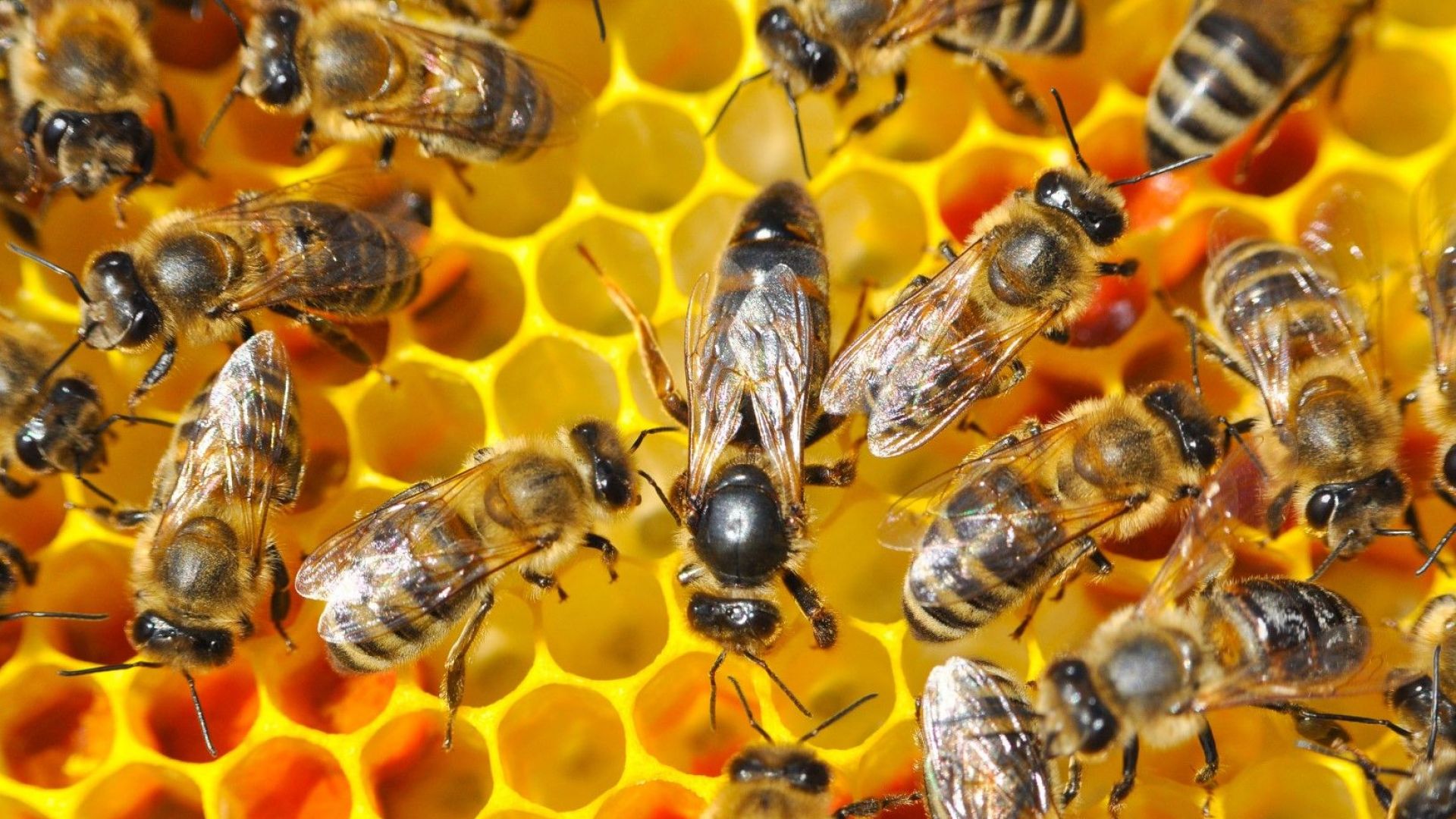 Все по малко колонии пчели прибягват до танци за да предадат