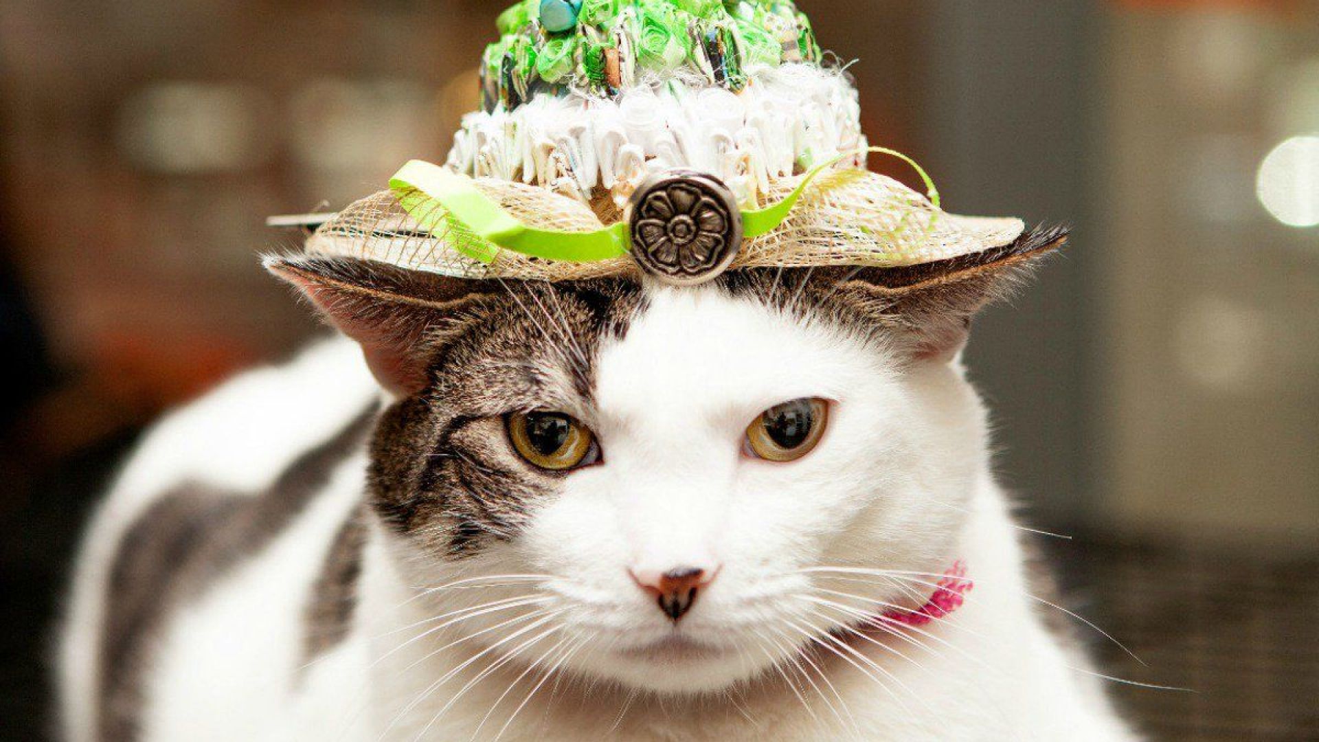 Котки позират с шапки, вдъхновени от кралската сватба (снимки)
