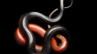 Змии -"картини"