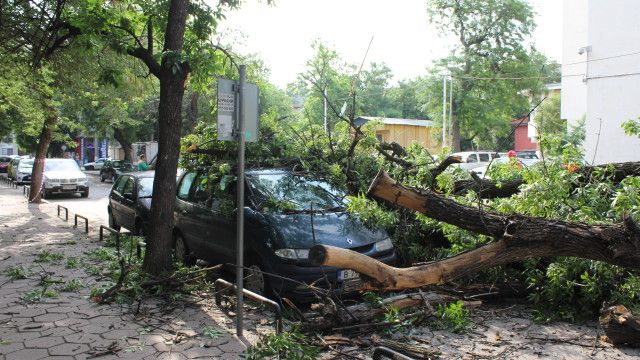 Дърво се стовари върху автомобил в центъра на Пловдив