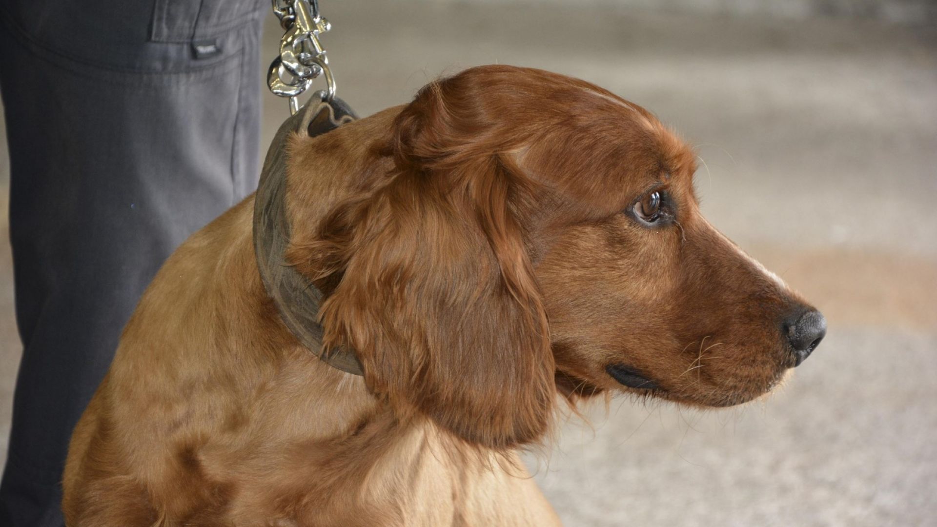 Кучето Ричи откри близо 200 кг хероин в турски ТИР с плочки 