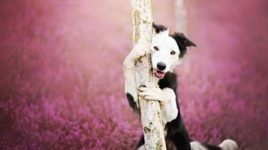 Алисия Змисловска - фотографиращата кучета