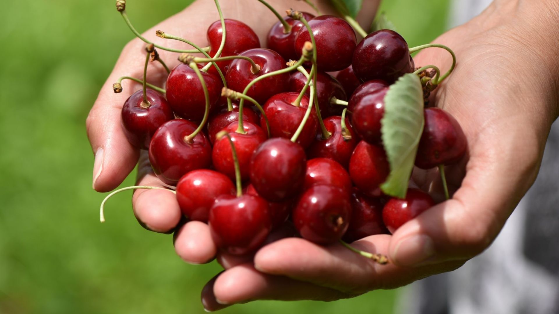 Реколтата от ранни череши в Пловдивско е почти напълно унищожена