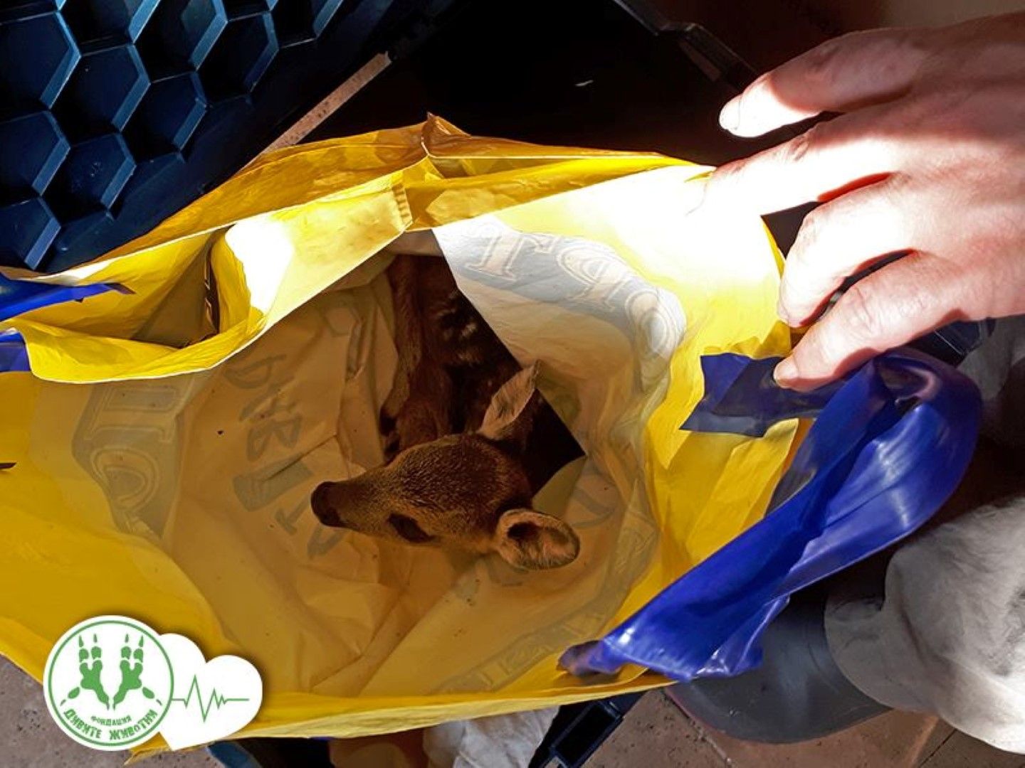 Гъбарите оставили животинката в собствената й урина в найлонова торба