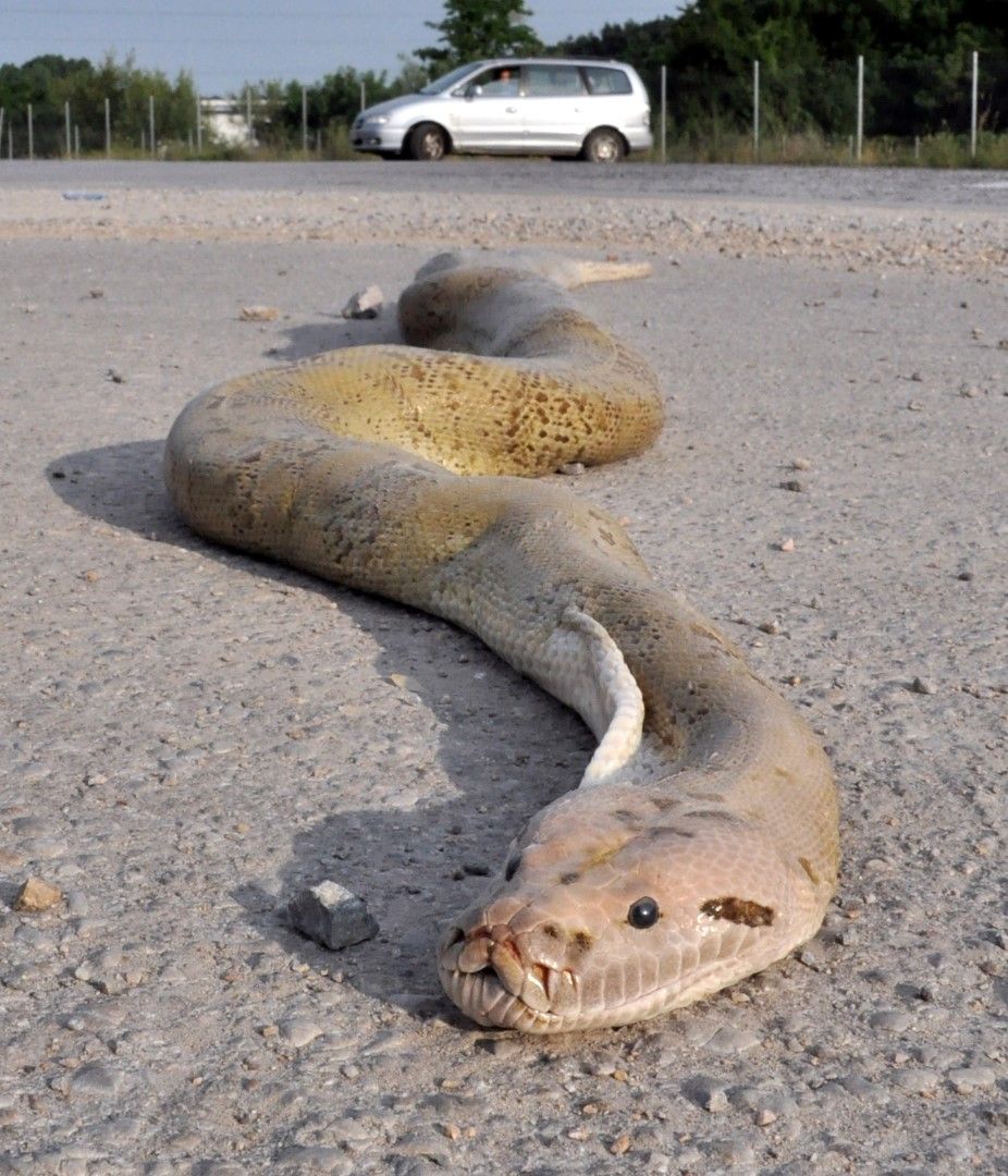 Змията е с дължина 3 метра