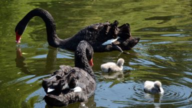 Двойка холандски черни лебеди се радва на потомство (снимки)