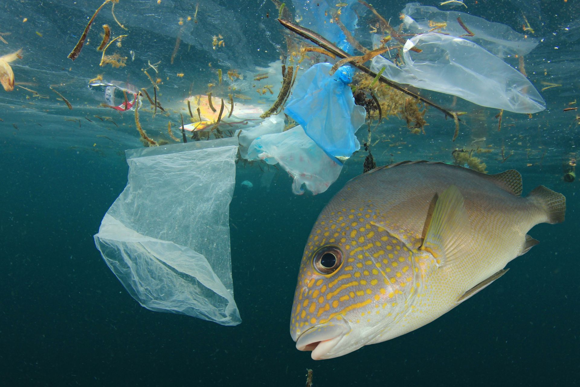 Пластмасово замърсяване в океана