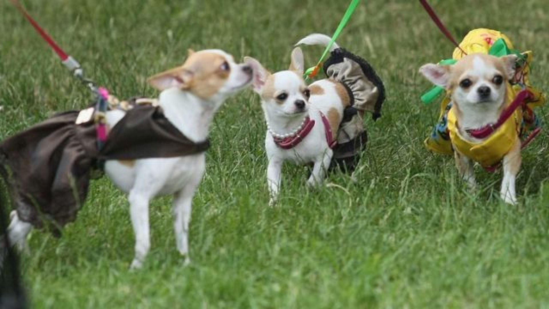 "Sofia Puppy Parade" стартира на 10-и юни в Южния парк