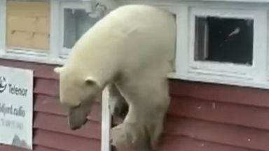 Бяла мечка се заклещи в прозорец, след като преяде с шоколад 