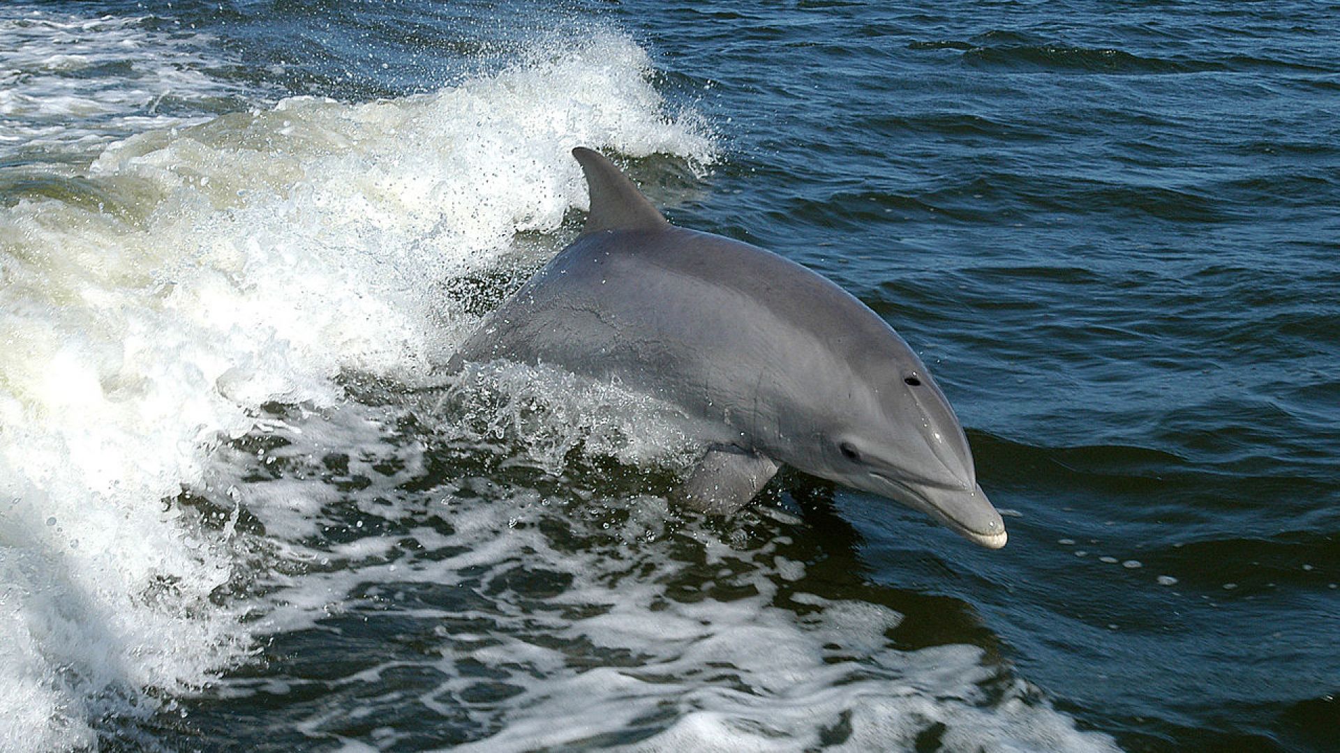 Делфините се наричат с индивидуални "имена"