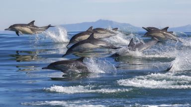 1500 делфина следват двойка китове (видео)