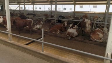Разсрочват кредити на животновъди и картофопроизводители