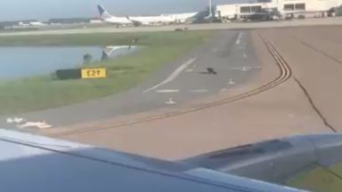 Самолет изчака алигатор да пресече пистата (видео)