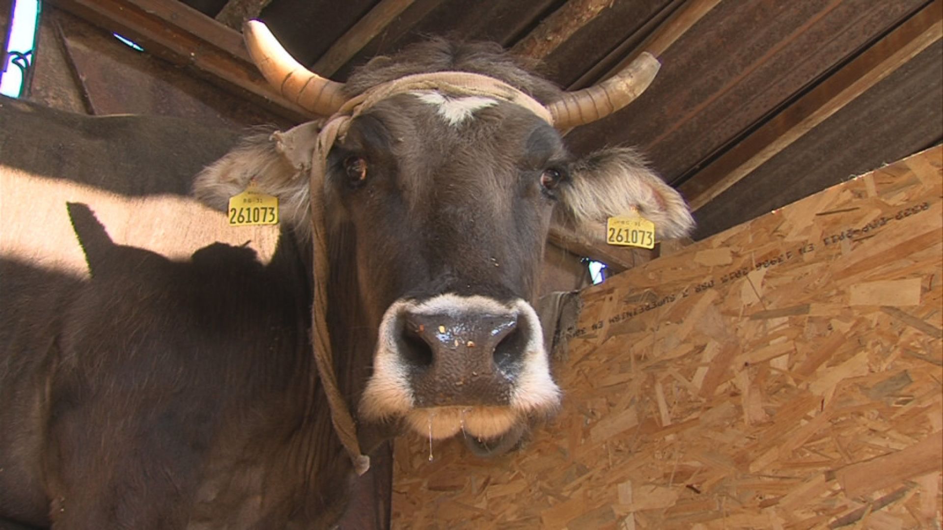 Швейцарците гласуват на референдум да имат ли кравите рога