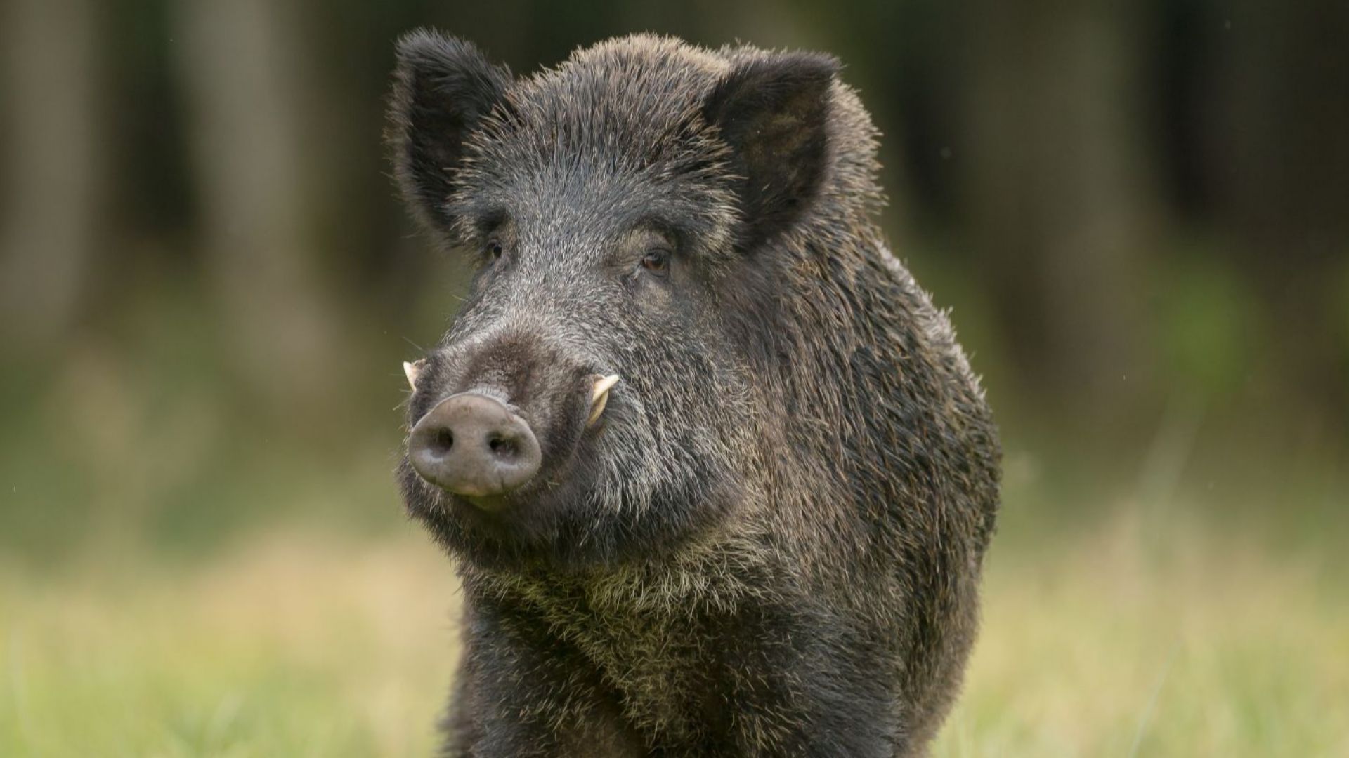 Откриват сезона за групов лов на дива свиня